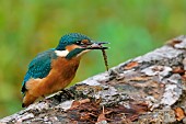 Kingfisher (Alcedo atthis) and its catch, Loire branch near Pouilly-sur-Loire, Loire Valley, France
