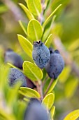 Myrtle (Myrtus communis) berries