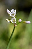 Fragrant false garlic (Nothoscordum gracile)