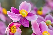 Japanese Anemone (Anemone hupehensis) Splendens