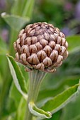 Giant Scabiosa (Rhaponticum scariosum subsp. scariosum), Haute-Tarentaise, Savoie, France