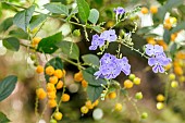 Golden dewdrop (Duranta erecta)