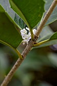 Fortunes Osmanthus (Osmanthus x fortunei), fragrant flowers in October