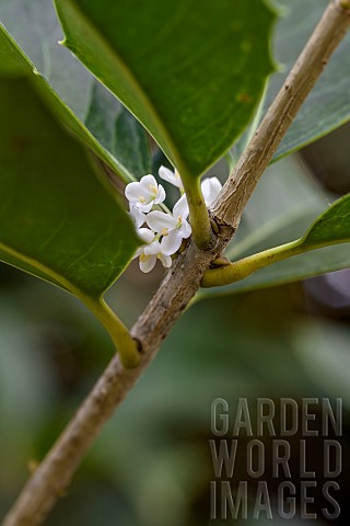 Fortunes_Osmanthus_Osmanthus_x_fortunei_fragrant_flowers_in_October