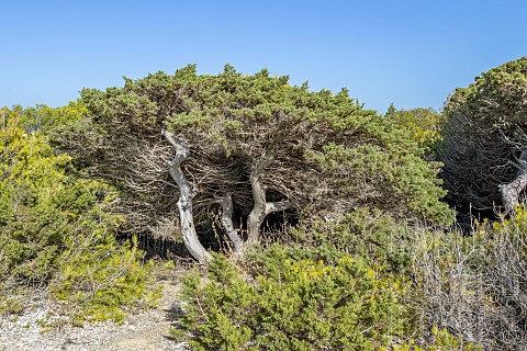 Mediterranean_juniper_Juniperus_phoenicea_subsp_turbinata_shaped_by_the_wind_Gaou_island_Embiez_arch