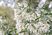 Groundsel bush (Baccharis halimifolia) with cotton-like fruits, Bouches-du-Rhone, France