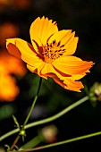 Sulfur cosmos (Cosmos sulphureus)