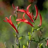 Flame Acanthus (Anisacanthus quadrifidus var. wrightii) flowers