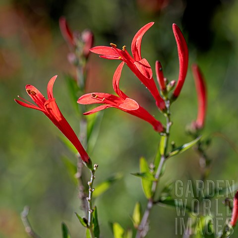 Flame_Acanthus_Anisacanthus_quadrifidus_var_wrightii_flowers