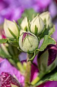 Woody Mallow (Hibiscus syriacus) flower buds