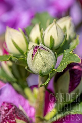 Woody_Mallow_Hibiscus_syriacus_flower_buds