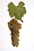 Ampelography - Viogner grape variety