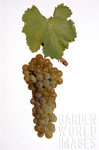 Ampelography__Viogner_grape_variety