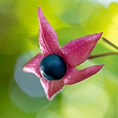 Harlequin glorybower (Clerodendrum trichotomum) berry in october