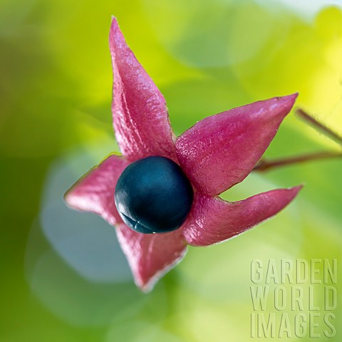 Harlequin_glorybower_Clerodendrum_trichotomum_berry_in_october
