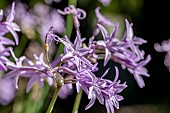 Society garlic (Tulbaghia violacea)