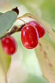 Japanese cornel (Cornus officinalis) fruits