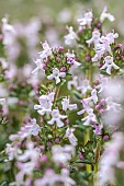 Thyme (Thymus vulgaris), Thymol chemotype