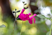 Autumn sage (Salvia greggii), pink flowers