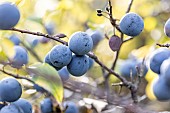 Blackthorn (Prunus spinosa) sloes in autumn, Herault, France