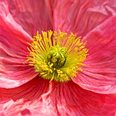 Iceland poppy (Papaver nudicaule)