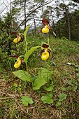 A group of lady?s slipper orchid (Cypripedium calceolus) growing in open woodland environment, Veneto, Italy