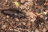 Adult female of long horn beetle (Ergates faber), walking on wet underbrush, Liguria, Italy