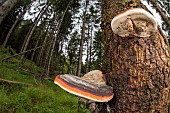 Red-belted conk (Fomitopsis pinicola) growing on old rotten trunk, Veneto, Italy