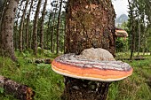 Red-belted conk (Fomitopsis pinicola) growing on trunk in coniferous forest, Veneto, Italy