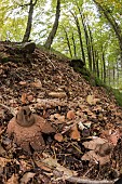 A group of fringed earthstar or sessile earthstar (Geastrum fimbriatum), growing in in the autumn forest, Liguria, Italy