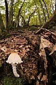 Shield dapperling or the shaggy-stalked Lepiota (Lepiota clypeolaria), growing from old trunk, Liguria, Italy