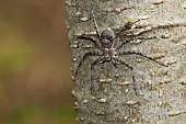 Lichen running Spider (Philodromus margharitatus) waiting for pray camouflaged on tree bark, Liguria, Italy
