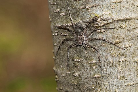 Lichen_running_Spider_Philodromus_margharitatus_waiting_for_pray_camouflaged_on_tree_bark_Liguria_It