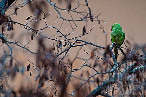 A_female_of_Roseringed_Parakeet_Psittacula_krameri_perched_on_branch_in_a_rainy_day_Liguria_Italy