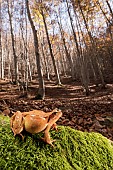 The common frog (Rana temporaria) resting on moss in autumn beechwood habitat, Emilia-Romagna , Italy