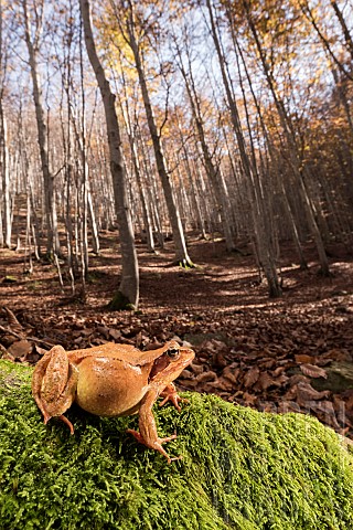 The_common_frog_Rana_temporaria_resting_on_moss_in_autumn_beechwood_habitat_EmiliaRomagna__Italy
