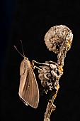 Side view of south american palm borer (Paysandisia archon) perched on twig during night, Liguria, Italy