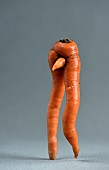 Carrot (Daucus carota), strange shape, male legs, sex, Organic Farming, garden, Belfort, Territoire de Belfort, France