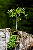 Rowan (Sorbus aucuparia) growing in the stump of a beech, oxalis flowers, forest, Ballon dAlsace, Territoire de Belfort, France