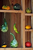 Cucurbits, decoration, shelf, vegetable garden, Sainte Croix wildlife park, Rhodes, Moselle, France