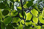 Davidia involucrata, leaves, Gastons Garden arboretum, Saint Martin de Crau, Bouches du Rhone, France