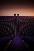 Lavender field on the Plateau de Valensole, Alpes-de-Haute-Provence, France
