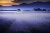Morning mist over lavender fields, Puimoisson, Valensole plateau, Alpes-de-Haute-Provence, France