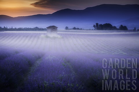 Morning_mist_over_lavender_fields_Puimoisson_Valensole_plateau_AlpesdeHauteProvence_France