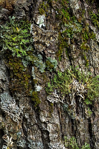 Catocale_or_Underwing_moth_camouflaged_among_lichens_on_bark_Cryptic_upper_wings_that_resemble_liche