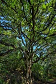 Hundred-year-old cork oak in the Cévennes. Le château du Sauvage - Alès region - Cévennes - France