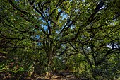 Hundred-year-old cork oak in the Cévennes. Le château du Sauvage - Alès region - Cévennes - France