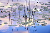 Morning mirror on Lac du Petit Maclu in the Jura mountains. This small, wild lake is part of a group of 4 lakes (Ilay, Narlay, Petit and Grand Maclu) near La Chaux de Dombief in the Haut-Jura. France