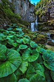 Pestilence Wort (Petasites hybridus) at the foot of the Billaude waterfalls in the Haut Jura. Jura - France