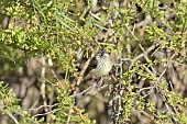 Tufted Tit-Tyrant (Anairetes parulus), Tyrannidae, juvenile individual, Socos, Coquimbo Region, Chile